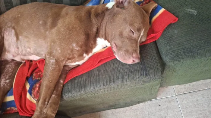 Cachorro ra a Pit-Bull idade 1 ano nome Nairobi 