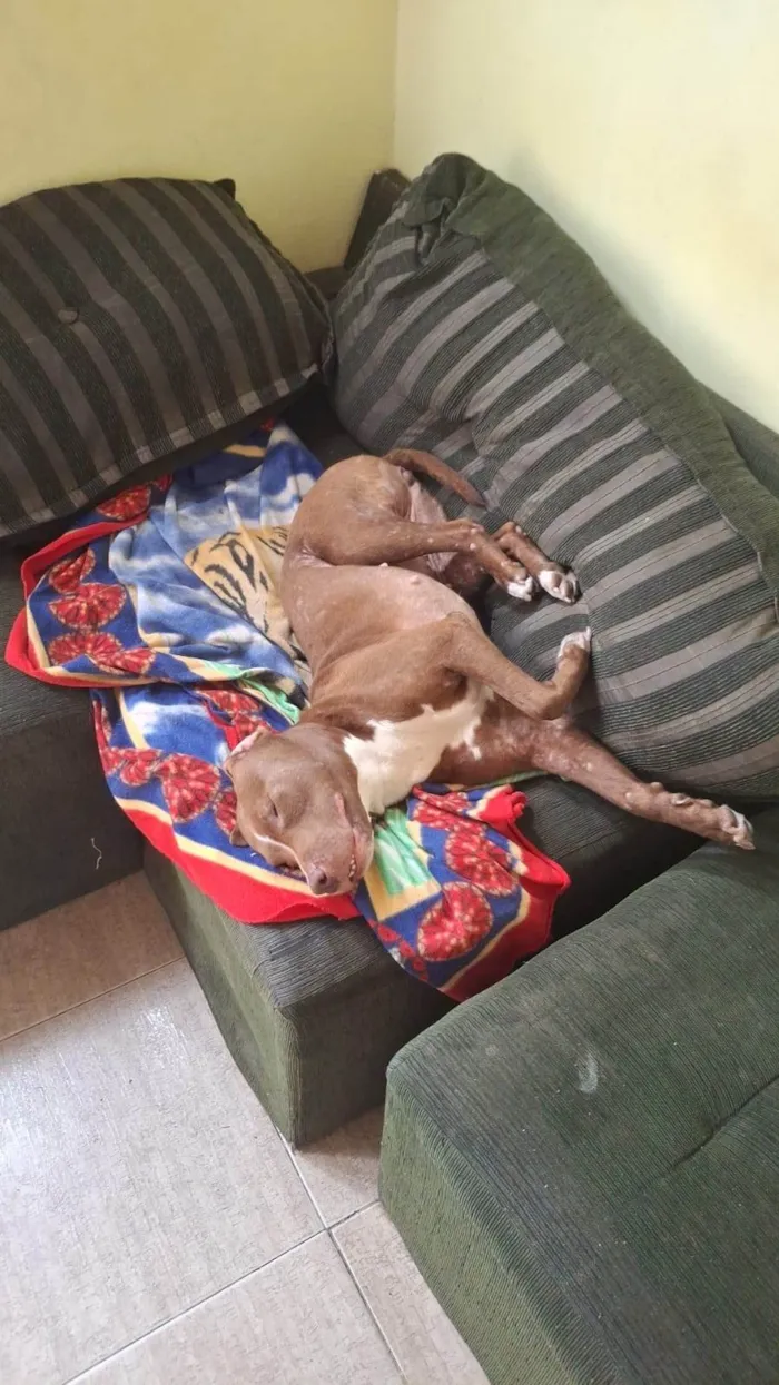 Cachorro ra a Pit-Bull idade 1 ano nome Nairobi 