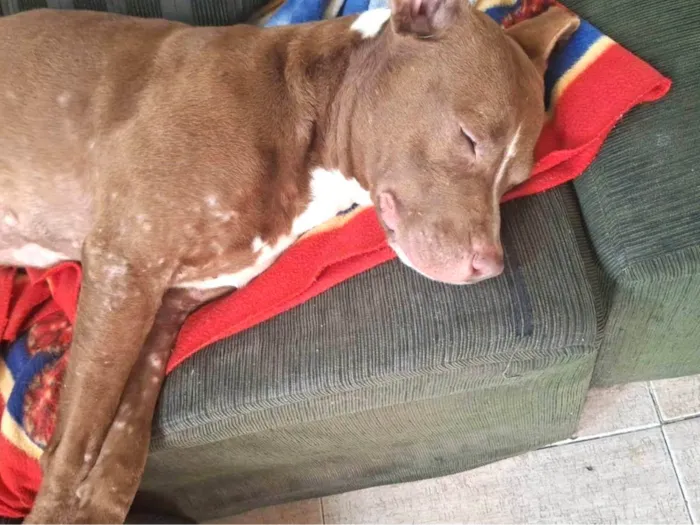 Cachorro ra a Pit-Bull idade 1 ano nome Nairobi 