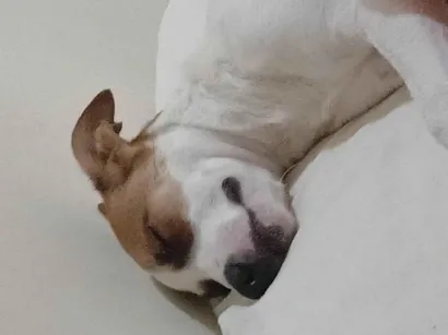 Cachorro raça SRD-ViraLata idade 1 ano nome Pandora 