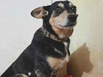 Cachorro raça SRD-ViraLata idade 6 ou mais anos nome Encontrei ela