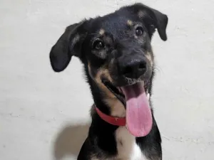 Cachorro raça SRD-ViraLata idade 1 ano nome Lua 