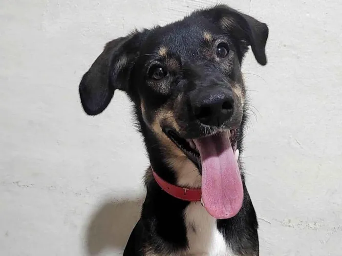 Cachorro ra a SRD-ViraLata idade 1 ano nome Lua 