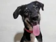 Lua