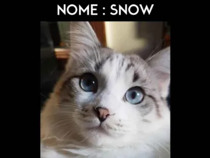 Gato raça Ragdoll idade 5 anos nome Snow