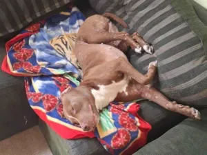Cachorro raça Pit-Bull idade 1 ano nome Nairobi 