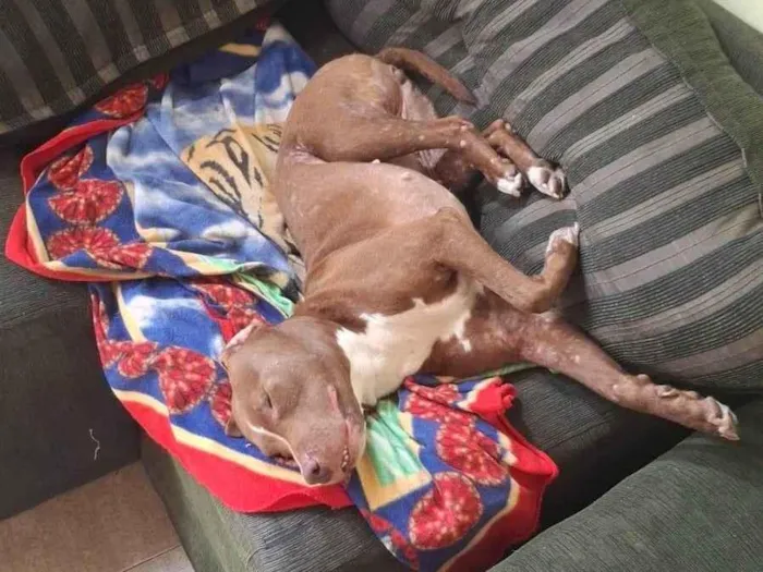 Cachorro ra a Pit-Bull idade 1 ano nome Nairobi 