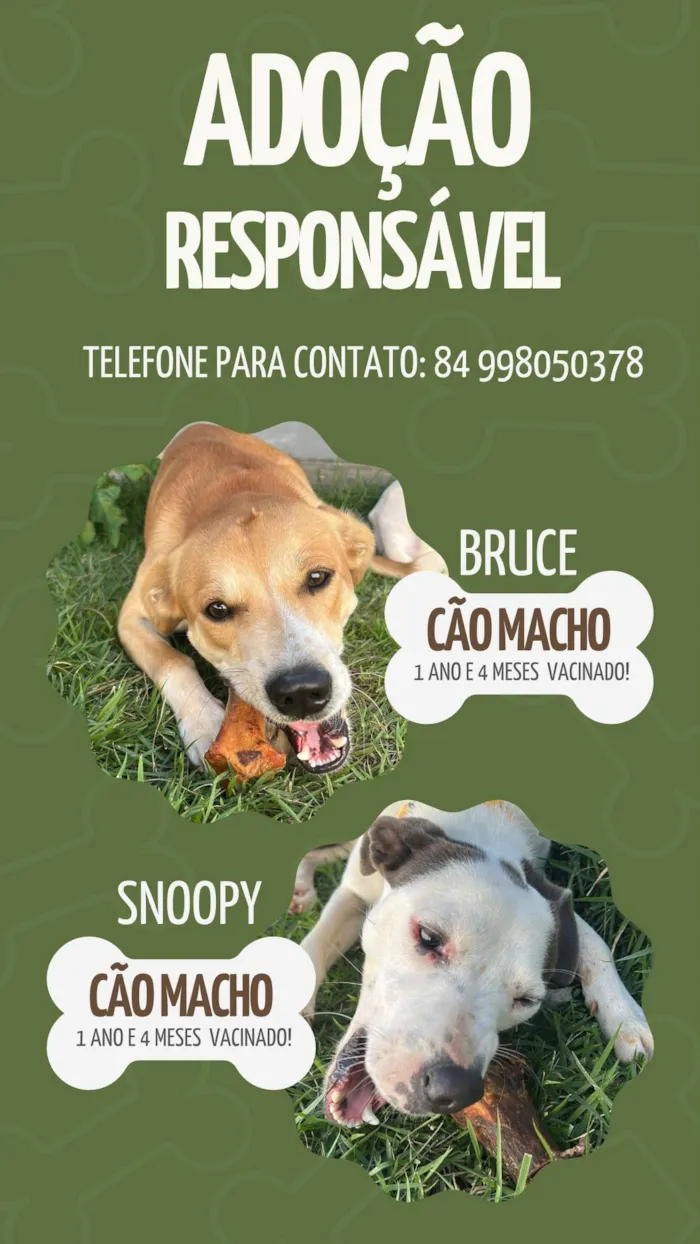 Cachorro ra a SRD-ViraLata idade 1 ano nome Bruce 