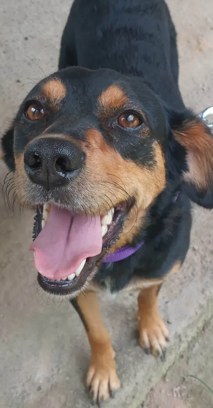 Cachorro ra a SRD-ViraLata idade 5 anos nome Mabel