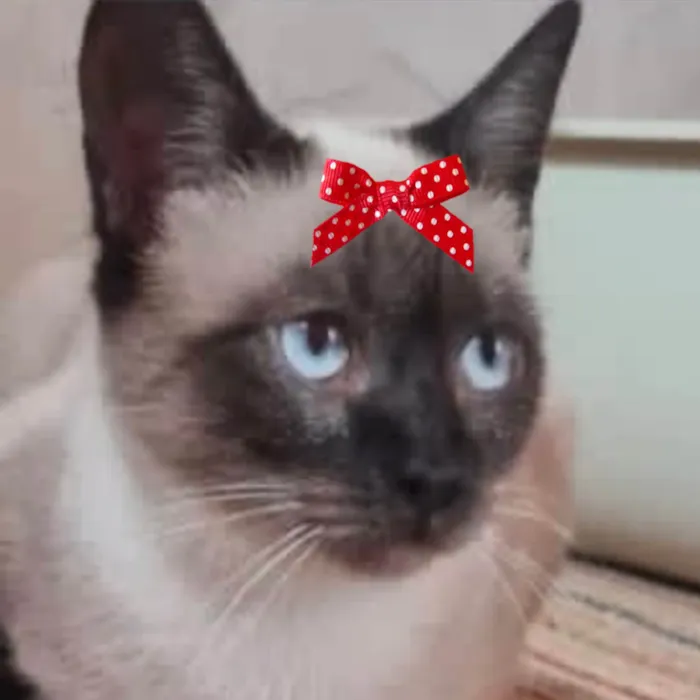Gato ra a Siamês idade 7 a 11 meses nome Cookie 