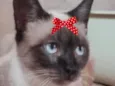 Cookie 