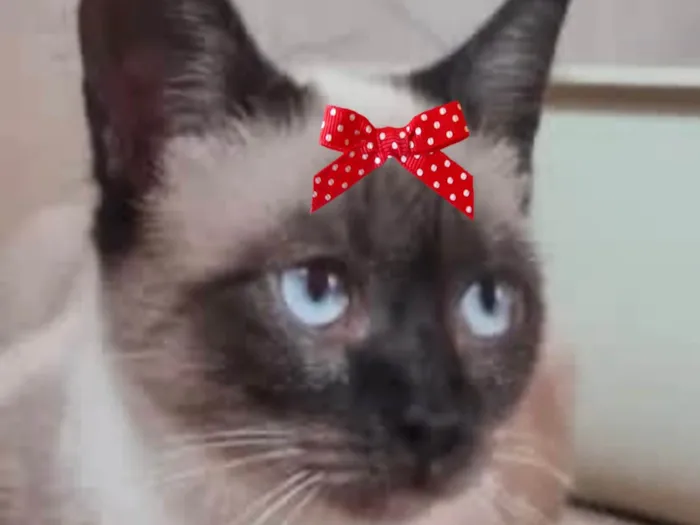 Gato ra a Siamês idade 7 a 11 meses nome Cookie 