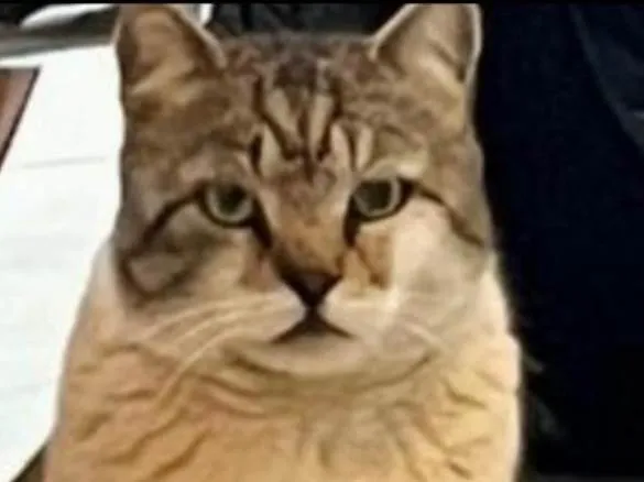 Gato ra a SRD-ViraLata idade 1 ano nome Romeu 