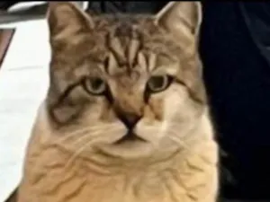 Gato raça SRD-ViraLata idade 1 ano nome Romeu 