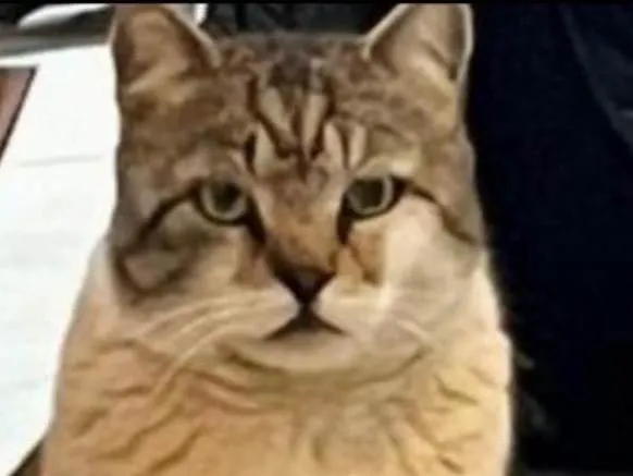 Gato ra a SRD-ViraLata idade 1 ano nome Romeu 