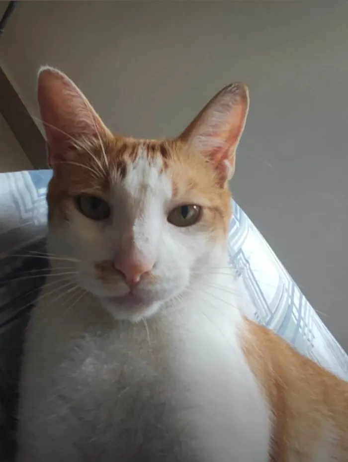 Gato ra a SRD-ViraLata idade 4 anos nome Tequila 