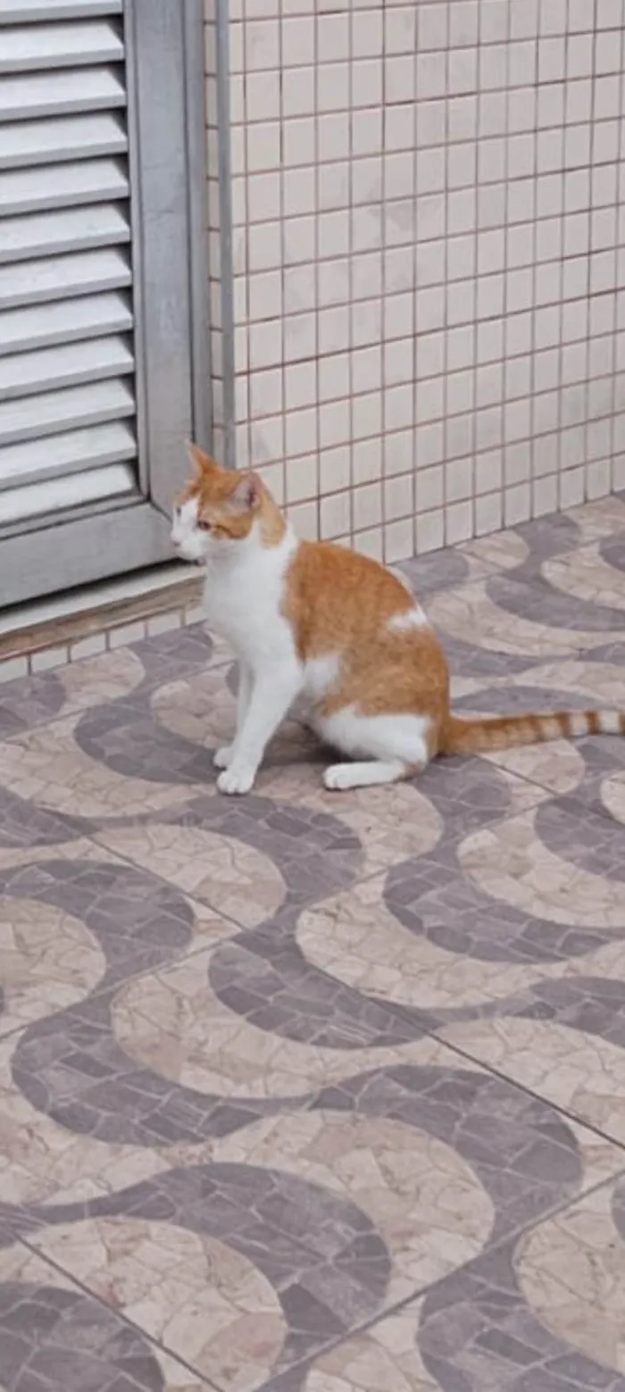 Gato ra a SRD-ViraLata idade 4 anos nome Tequila 