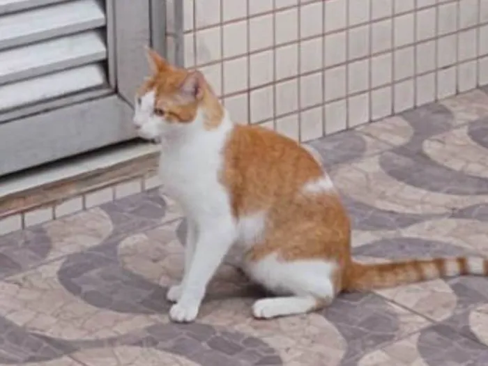 Gato ra a SRD-ViraLata idade 4 anos nome Tequila 