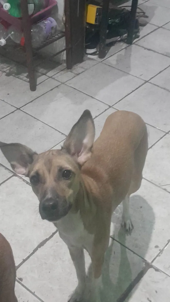 Cachorro ra a SRD-ViraLata idade 7 a 11 meses nome Cristal 