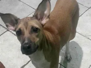 Cachorro raça SRD-ViraLata idade 7 a 11 meses nome Cristal 