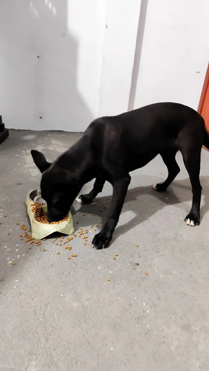 Cachorro ra a SRD-ViraLata idade 2 a 6 meses nome Kate