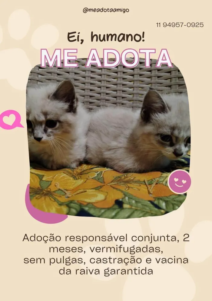 Gato ra a SRD-ViraLata idade 2 a 6 meses nome As branquelas