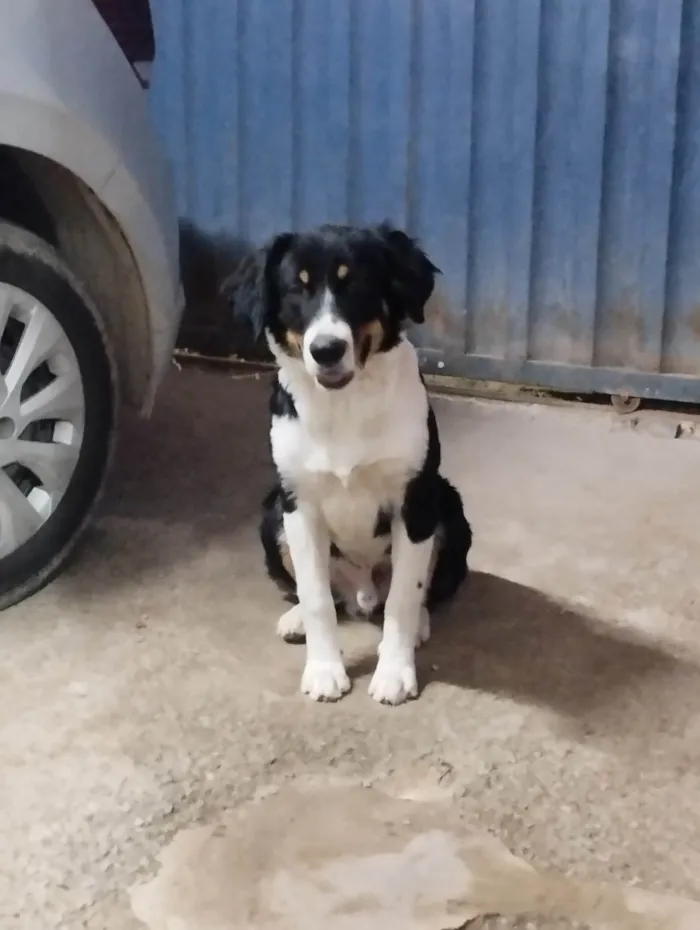 Cachorro ra a Bernese idade 1 ano nome Betoven 