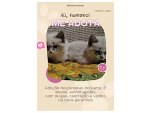 Gato raça SRD-ViraLata idade 2 a 6 meses nome As branquelas