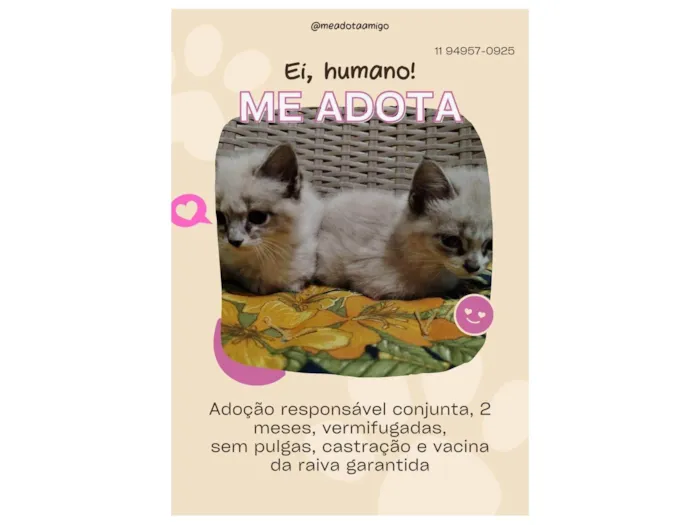 Gato ra a SRD-ViraLata idade 2 a 6 meses nome As branquelas