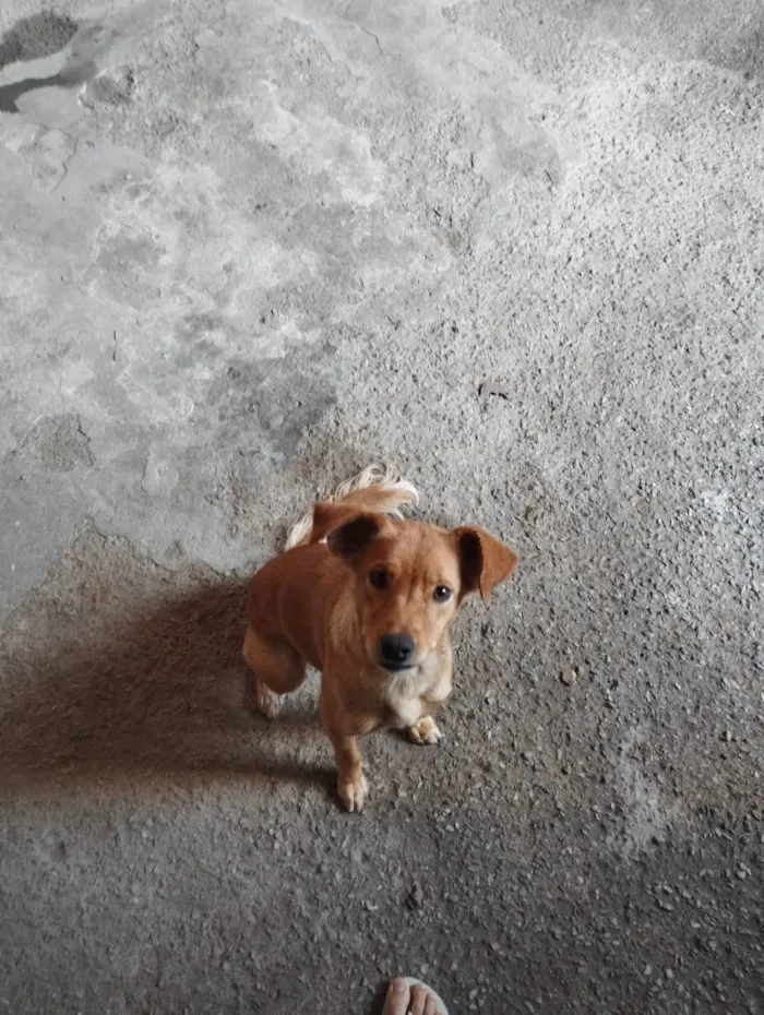 Cachorro ra a SRD-ViraLata idade 2 anos nome Mel