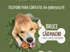 Cachorro raça SRD-ViraLata idade 1 ano nome Bruce 