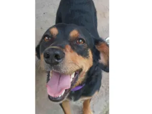 Cachorro raça SRD-ViraLata idade 5 anos nome Mabel