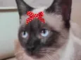 Cookie 