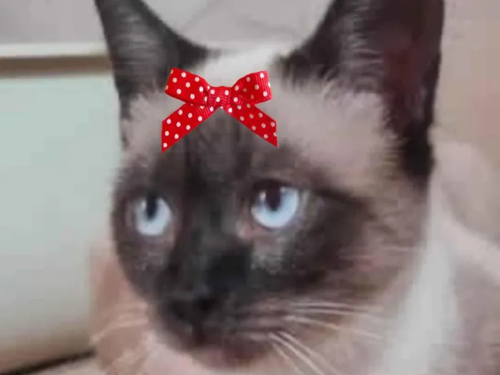 Gato ra a Siamês idade 7 a 11 meses nome Cookie 