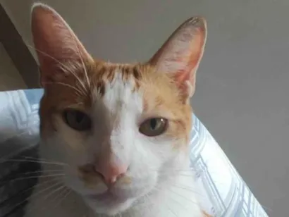 Gato raça SRD-ViraLata idade 4 anos nome Tequila 