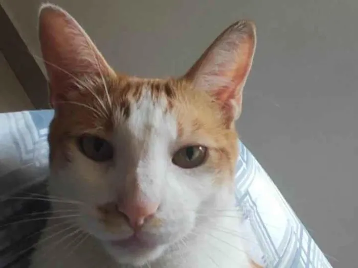 Gato ra a SRD-ViraLata idade 4 anos nome Tequila 