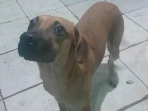 Cachorro raça SRD-ViraLata idade 7 a 11 meses nome Gorda
