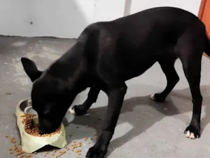 Cachorro raça SRD-ViraLata idade 2 a 6 meses nome Kate