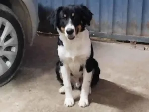 Cachorro raça Bernese idade 1 ano nome Betoven 