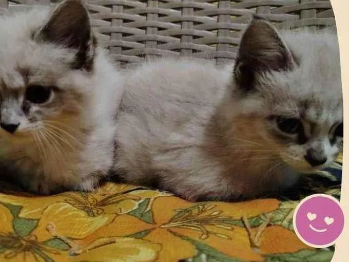 Gato ra a SRD-ViraLata idade 2 a 6 meses nome As branquelas