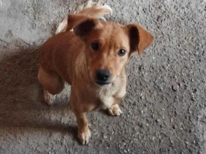 Cachorro raça SRD-ViraLata idade 2 anos nome Mel