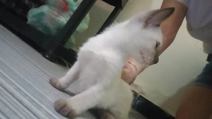 Gato ra a SRD-ViraLata idade 2 a 6 meses nome Sem nome 