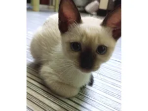 Gato raça SRD-ViraLata idade 2 a 6 meses nome Sem nome 
