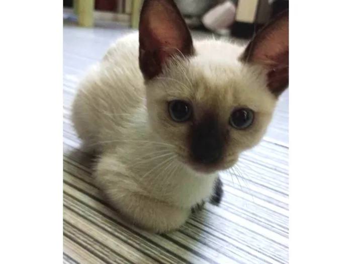 Gato ra a SRD-ViraLata idade 2 a 6 meses nome Sem nome 