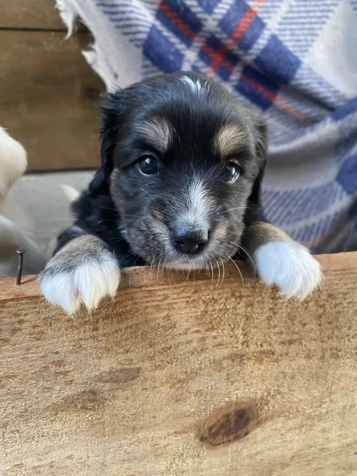 Cachorro ra a SRD-ViraLata idade Abaixo de 2 meses nome Sem nome 