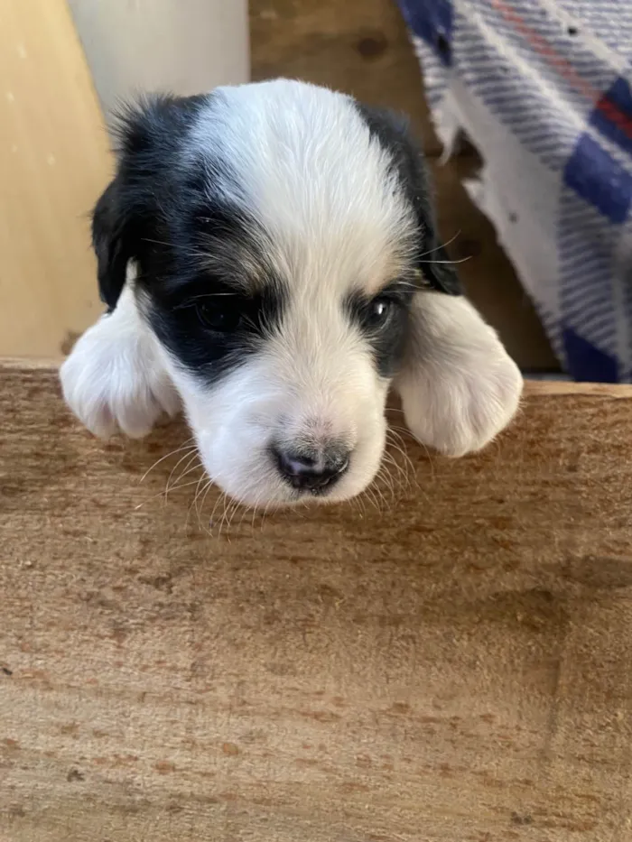 Cachorro ra a SRD-ViraLata idade Abaixo de 2 meses nome Sem nome 