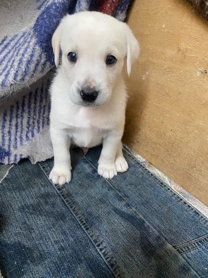Cachorro ra a SRD-ViraLata idade Abaixo de 2 meses nome Sem nome 
