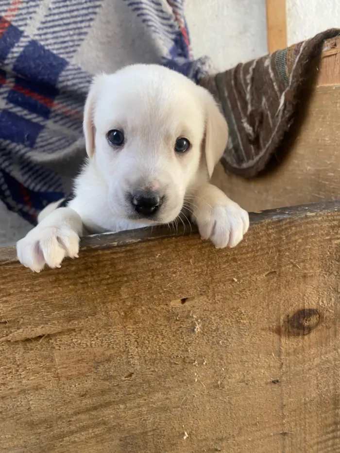 Cachorro ra a SRD-ViraLata idade Abaixo de 2 meses nome Sem nome 