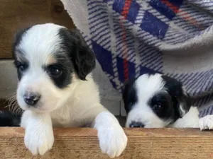 Cachorro raça SRD-ViraLata idade Abaixo de 2 meses nome Sem nome 