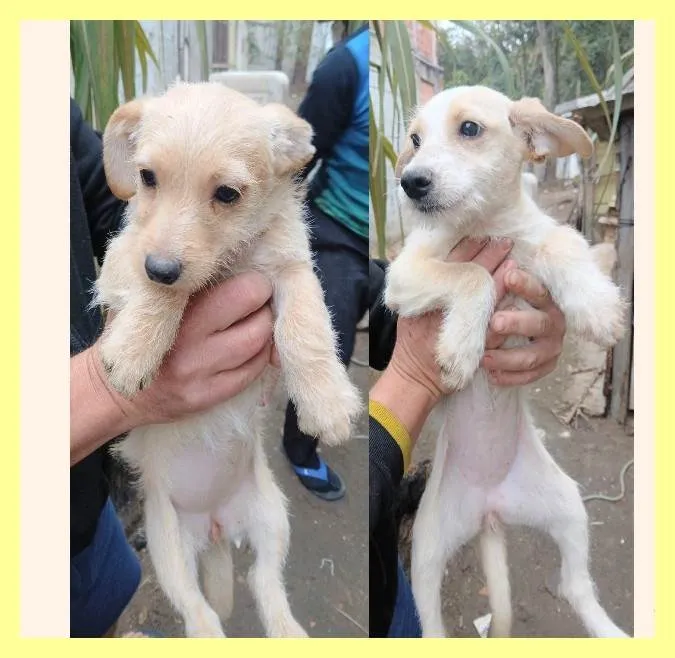 Cachorro ra a SRD-ViraLata idade 2 a 6 meses nome Lalá e Lili